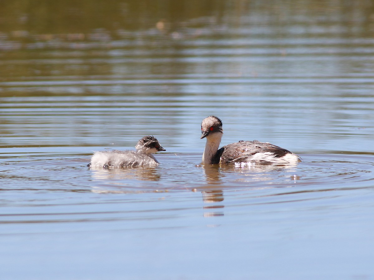 Silvery Grebe - Alex Mesquita