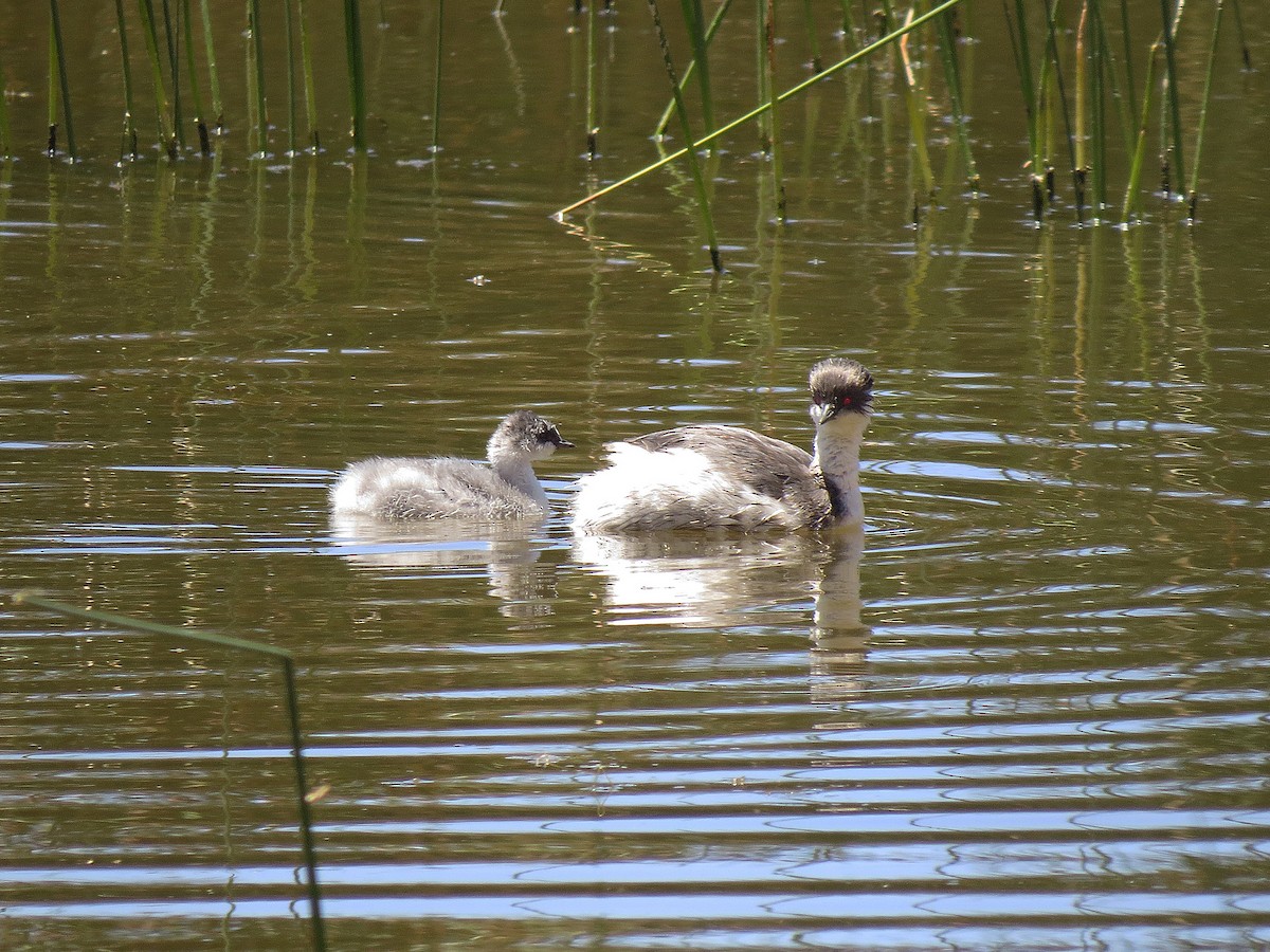 Silvery Grebe - ML139593801