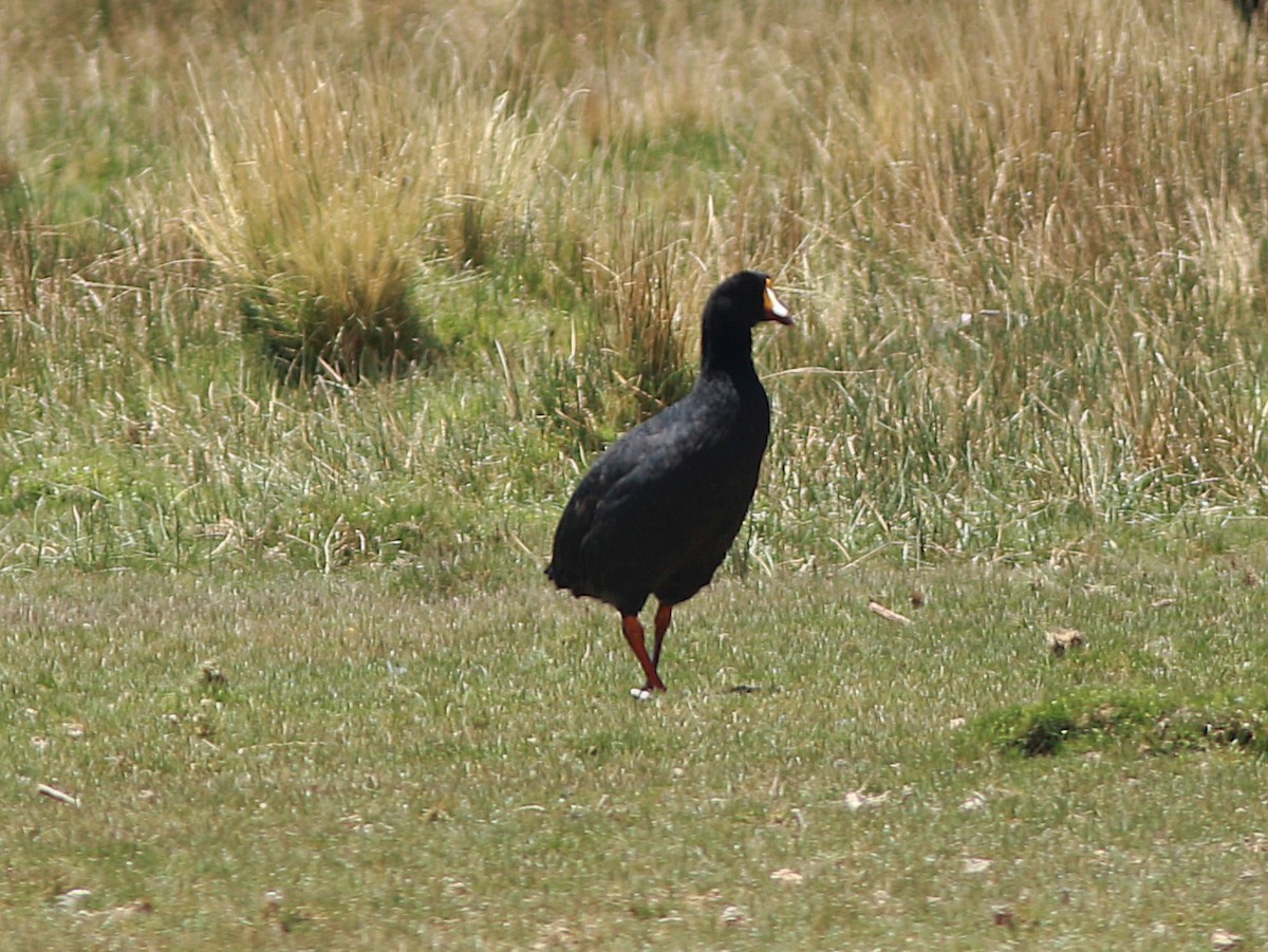 Giant Coot - ML139593901