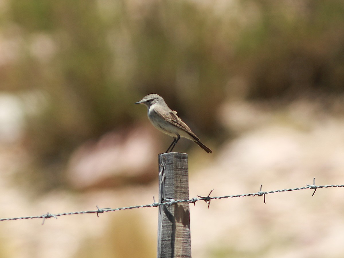 Cinereous Ground-Tyrant - ML139594031