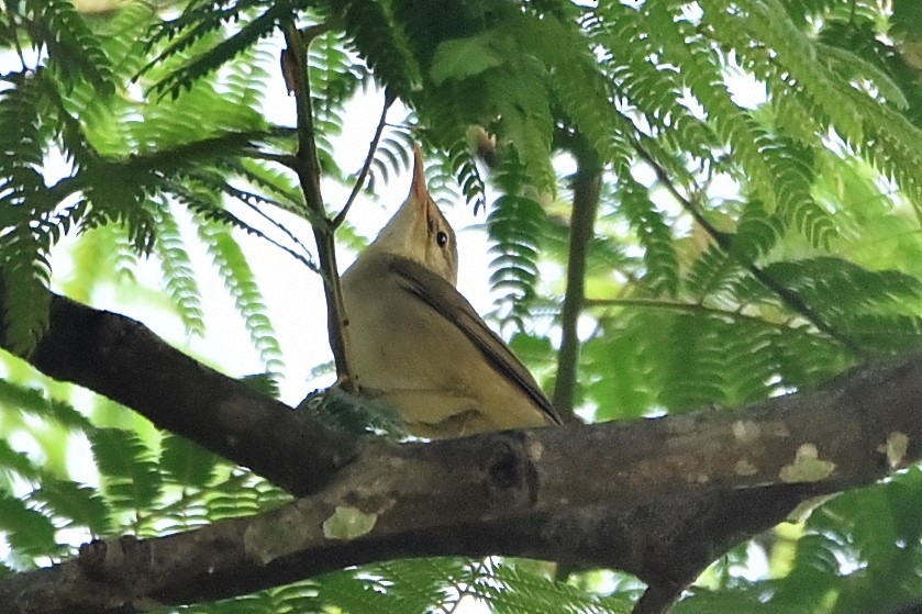 Blyth's Reed Warbler - ML139594281