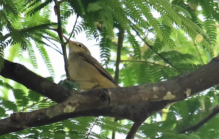 Blyth's Reed Warbler - ML139594301