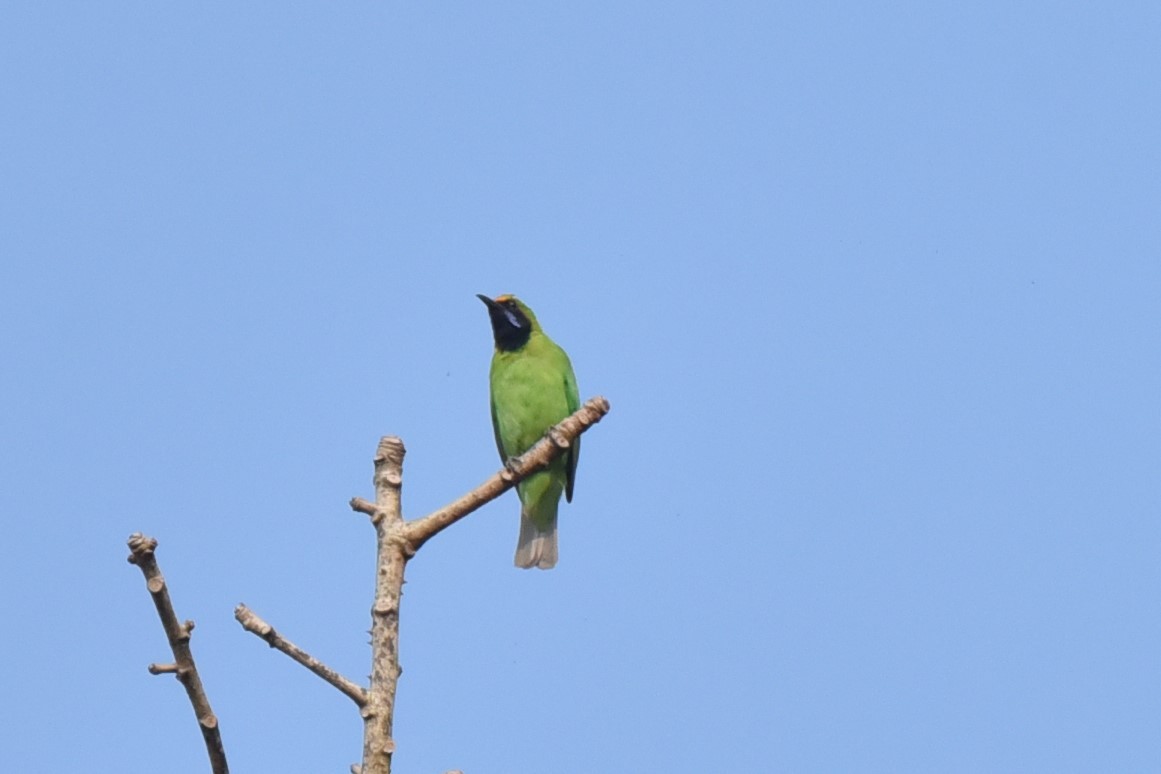 Golden-fronted Leafbird - ML139594421