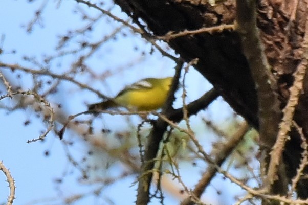 Common Iora - ML139594541