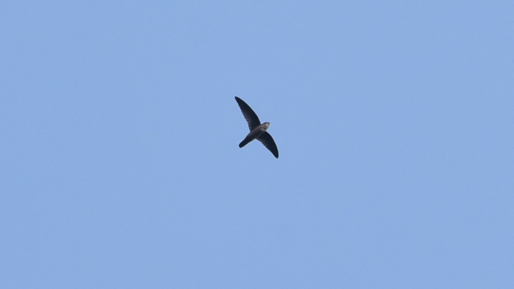 Indian Swiftlet - ML139595171