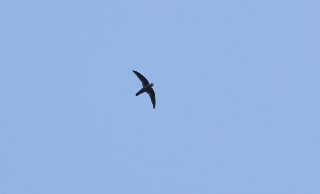 Indian Swiftlet - ML139595181