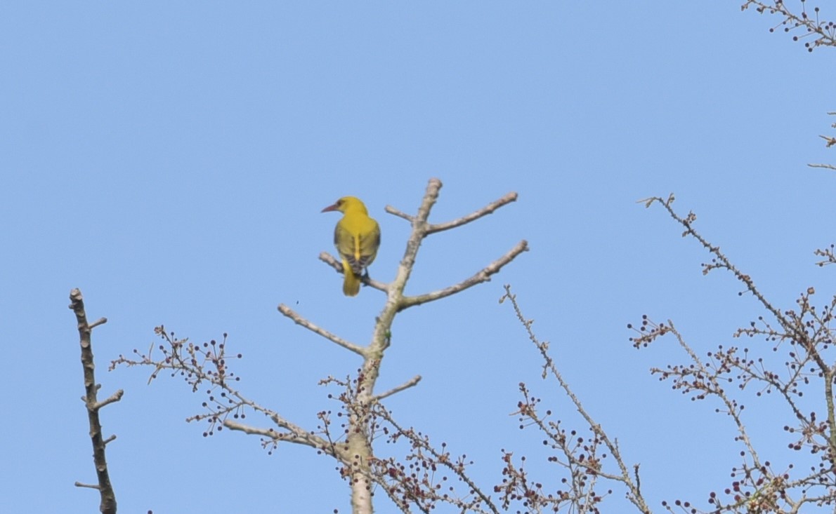 Indian Golden Oriole - ML139595461