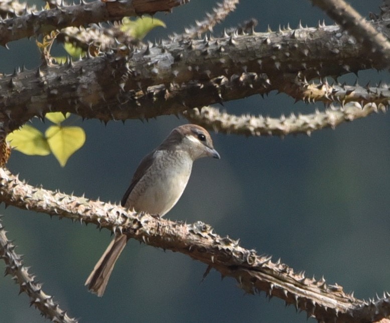 Brown Shrike - ML139595561