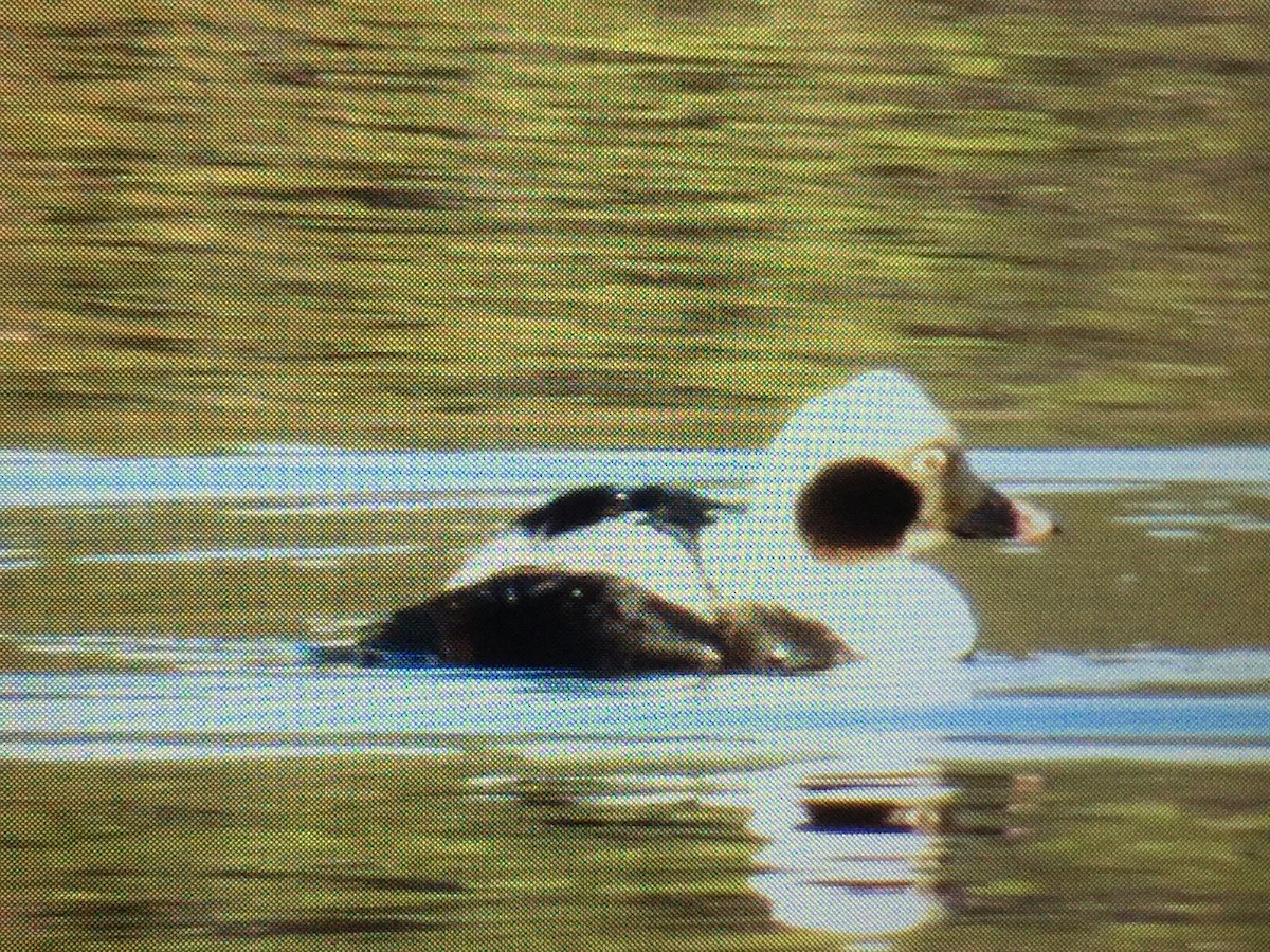Long-tailed Duck - ML139595661