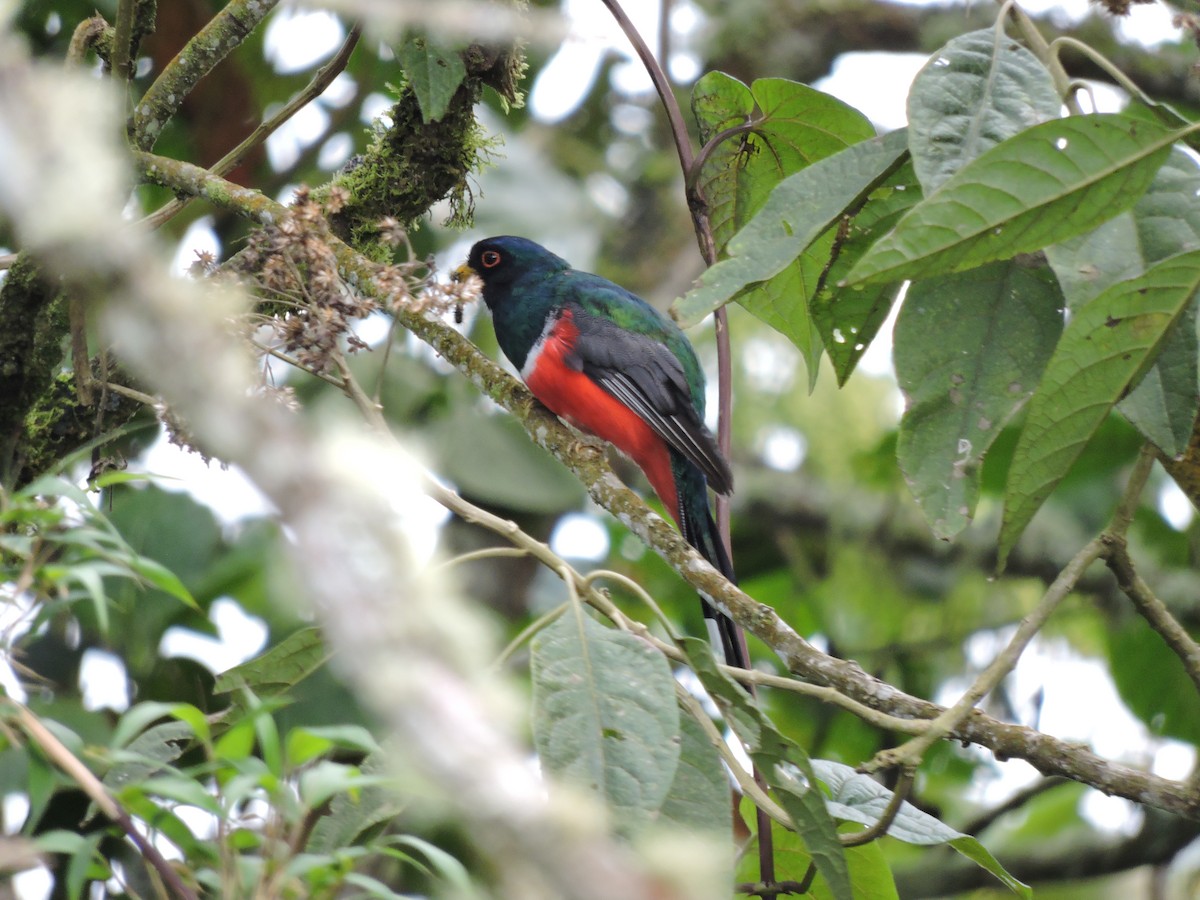 Trogon masqué - ML139596821