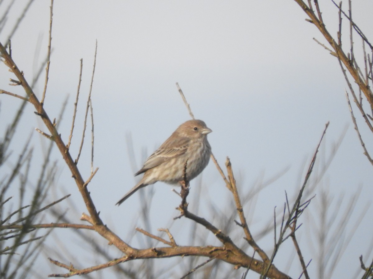 House Finch - Cliff Cordy