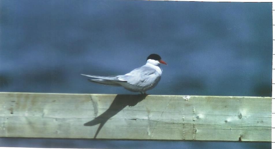 Arctic Tern - ML139597021