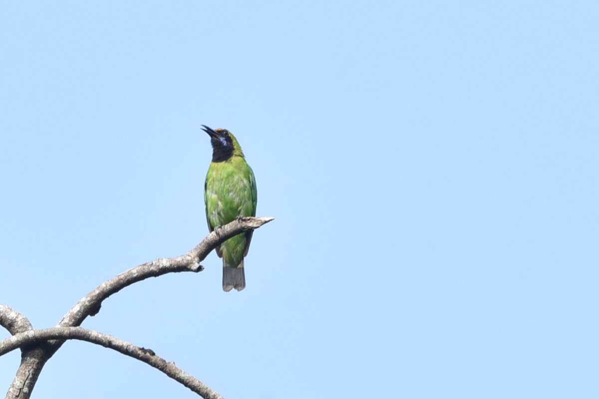 Golden-fronted Leafbird - ML139597751