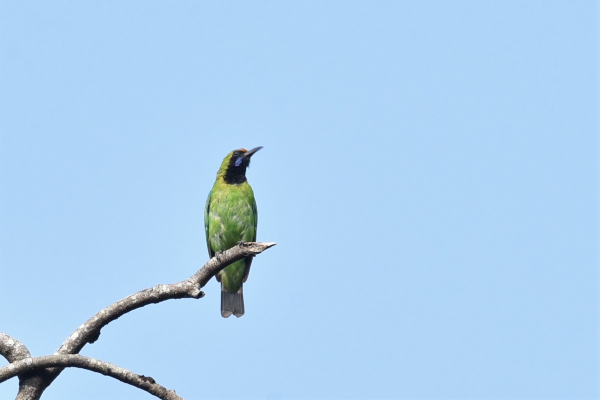 Golden-fronted Leafbird - ML139597761