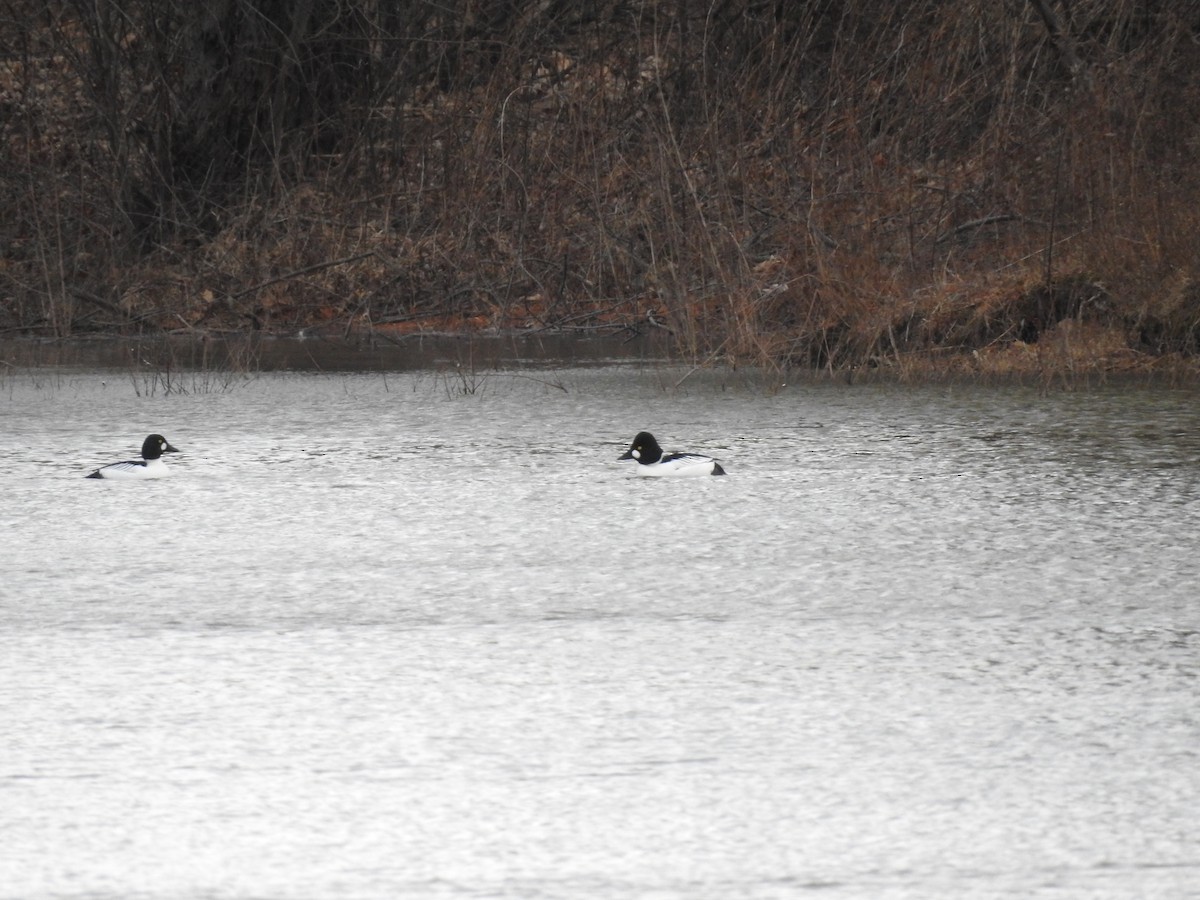 Common Goldeneye - Adam Zorn