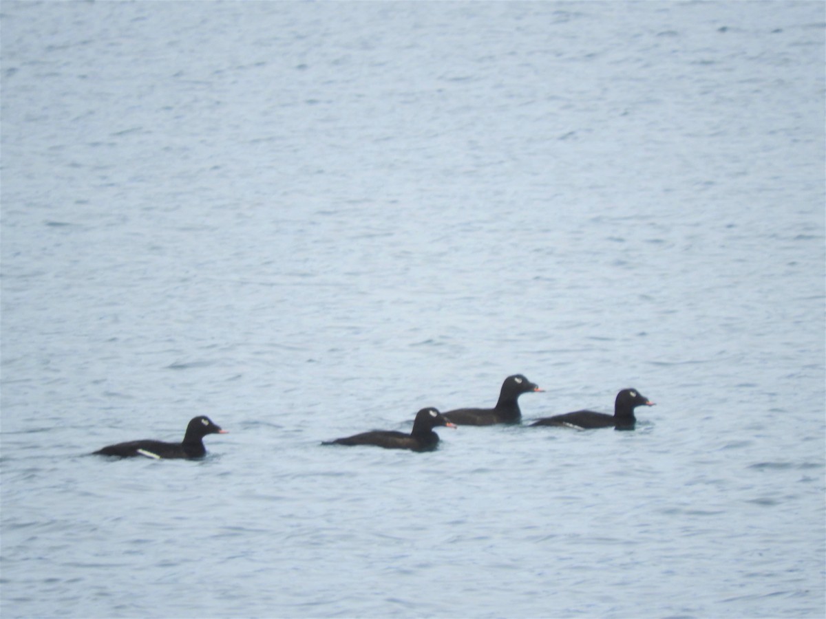 White-winged Scoter - Cliff Cordy