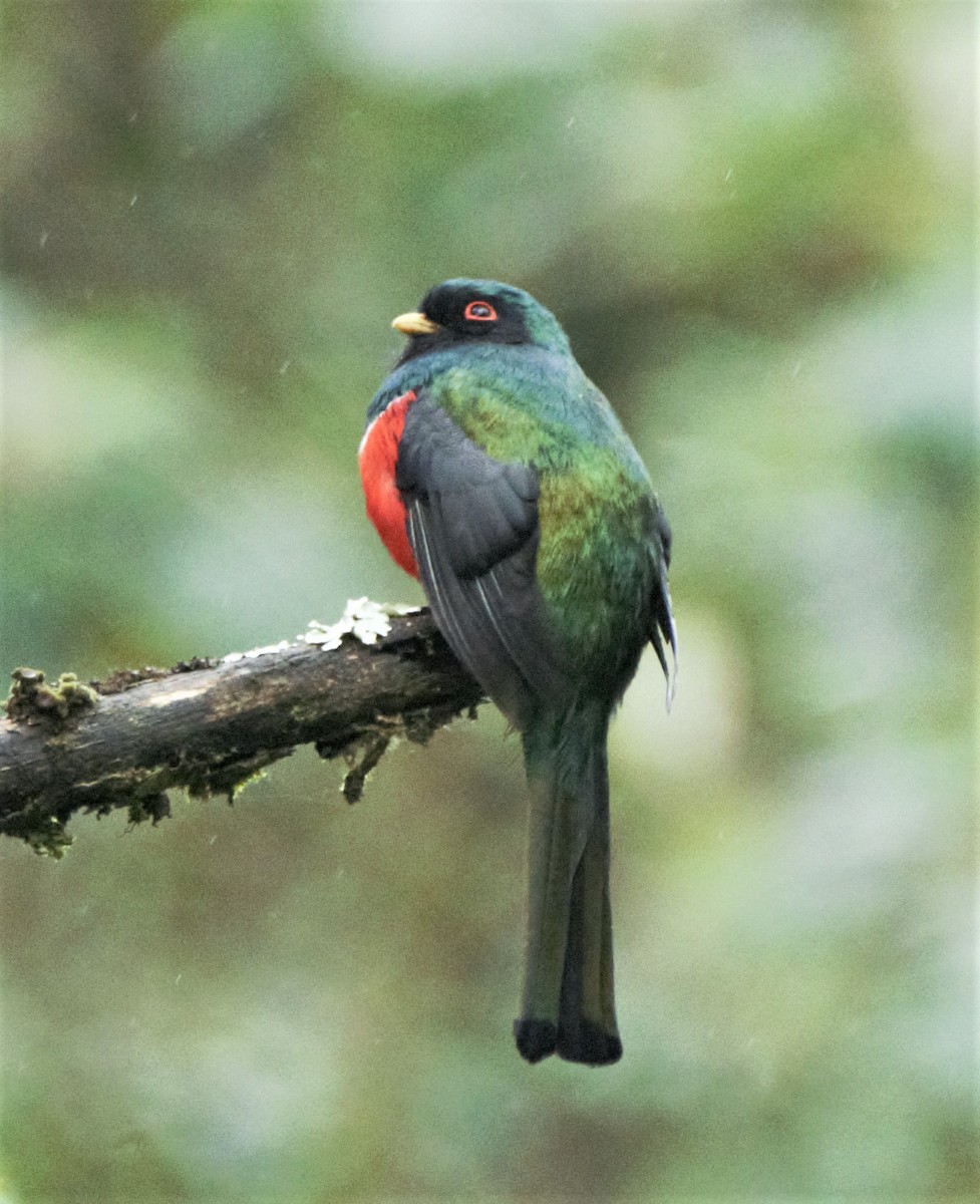 Masked Trogon - ML139599371