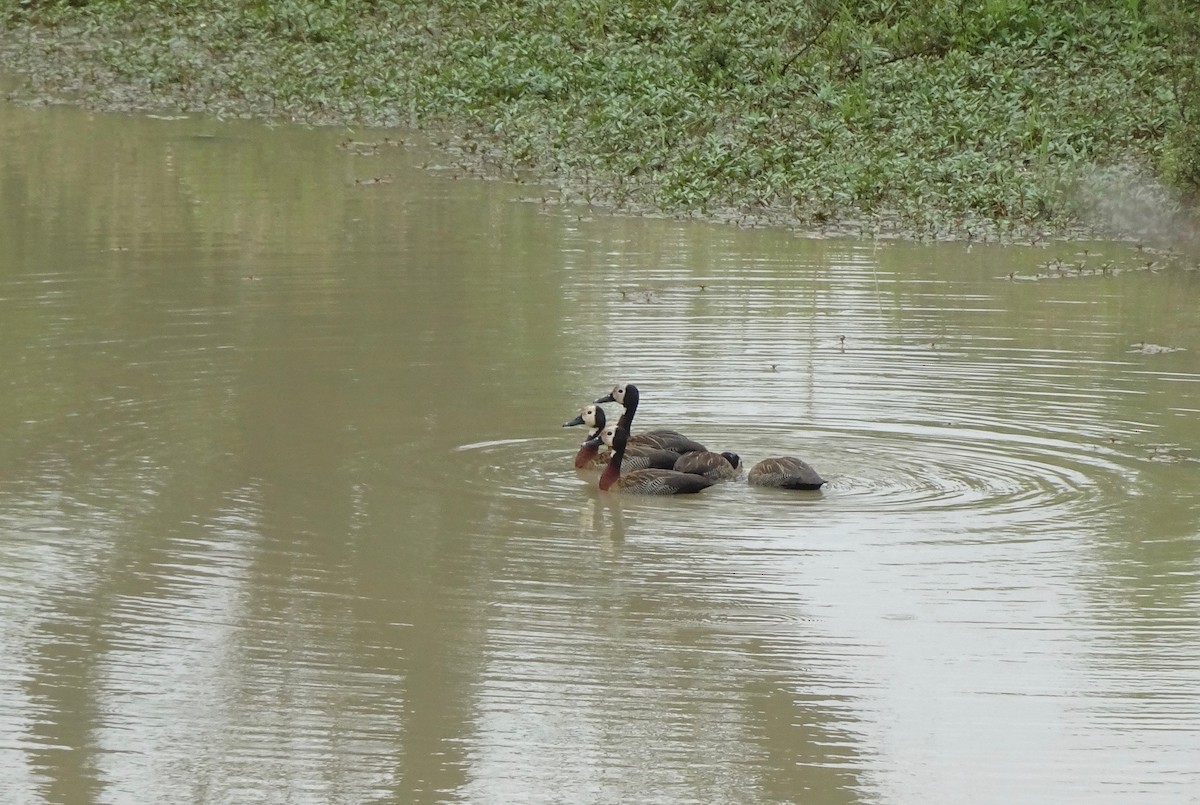 White-faced Whistling-Duck - ML139599511