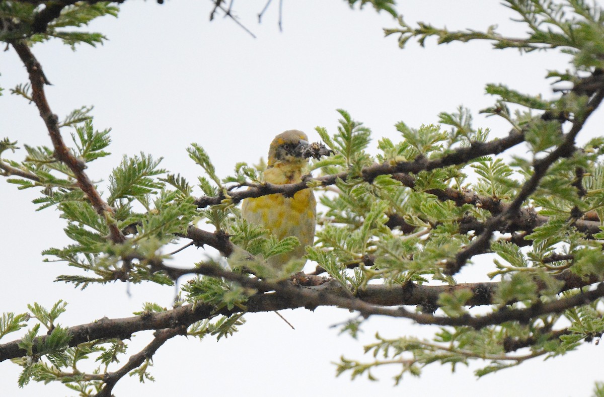 Little Weaver - ML139599911