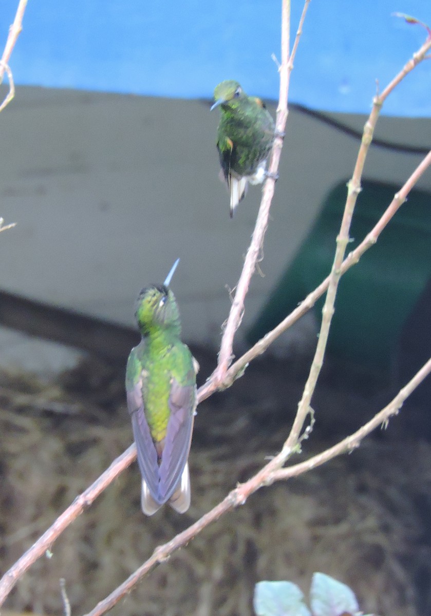 Colibrí Colihabano - ML139600071