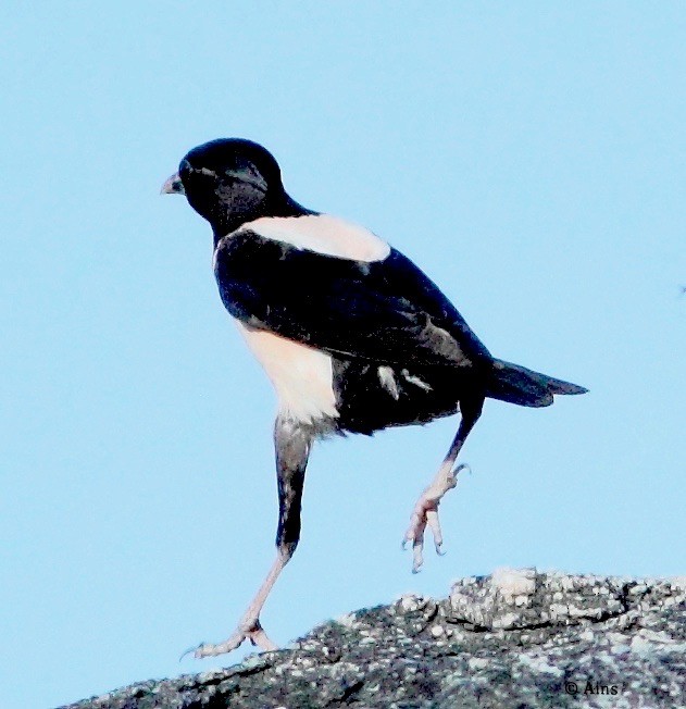 Rosy Starling - ML139600271