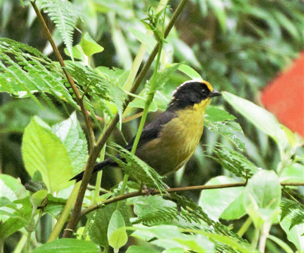 Pale-naped Brushfinch - ML139600551