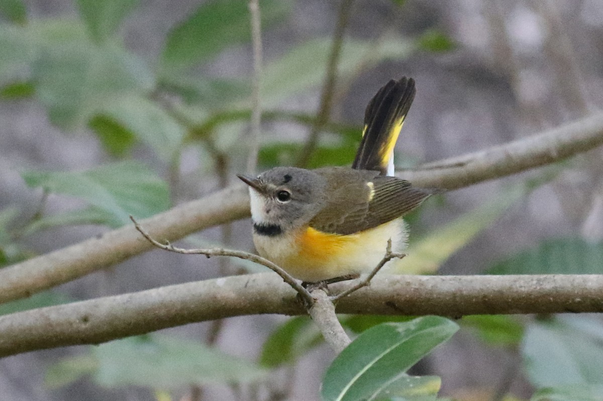 American Redstart - ML139600741