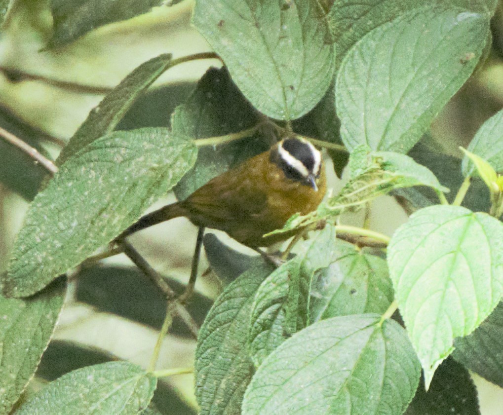 Black-capped Hemispingus (Black-capped) - ML139601311