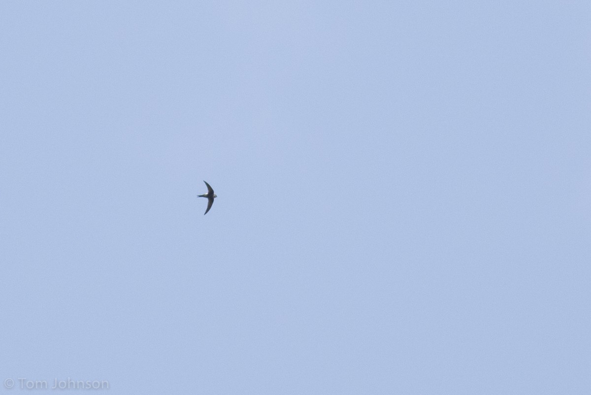Blyth's Swift - ML139601901
