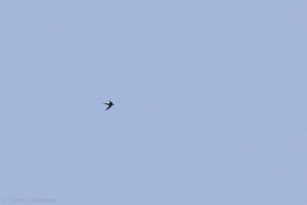 Blyth's Swift - ML139601911