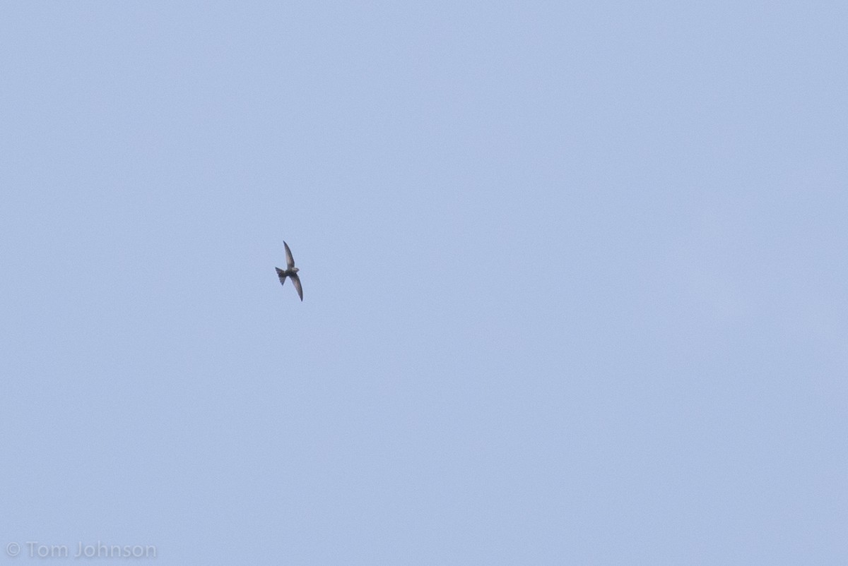 Blyth's Swift - ML139601941