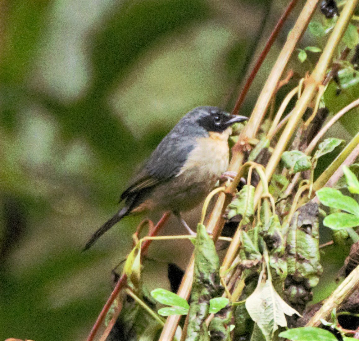 ミミグロモリフウキンチョウ（melanotis グループ） - ML139602111