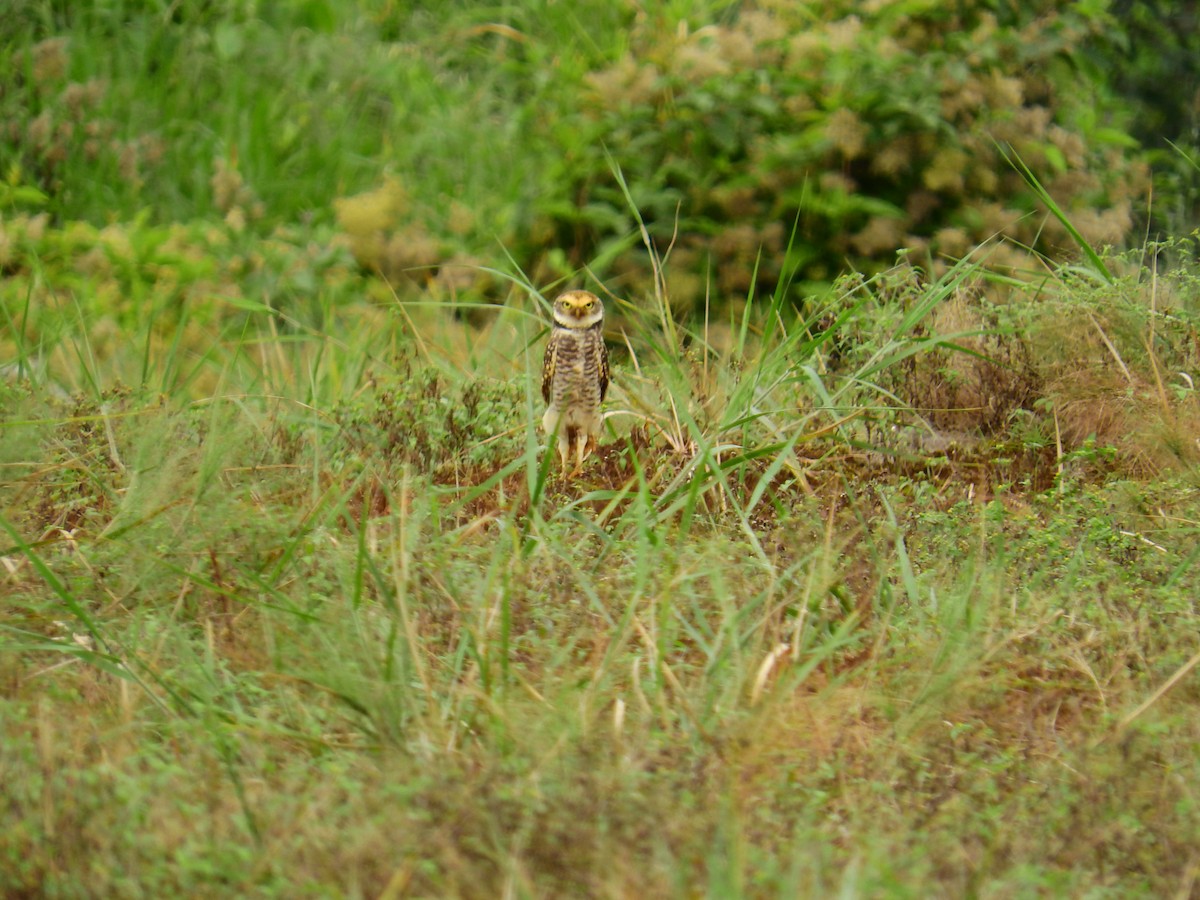 Burrowing Owl - Luis  Prada