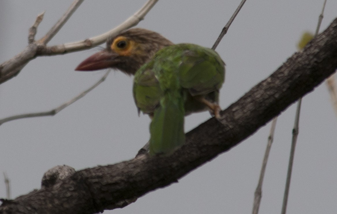 Brown-headed Barbet - Biju PB