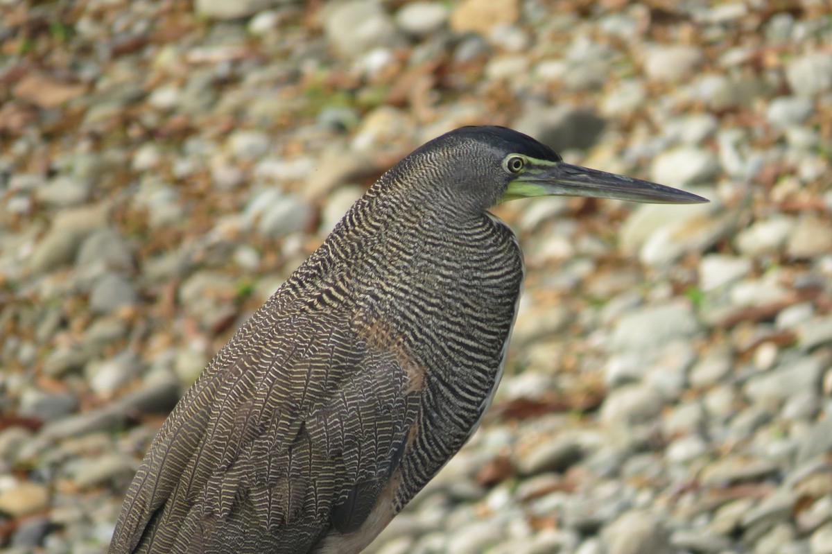 Bare-throated Tiger-Heron - ML139602581