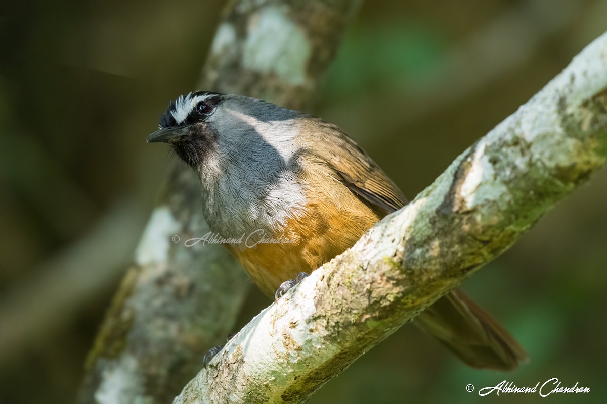 Banasura Laughingthrush - Abhinand C