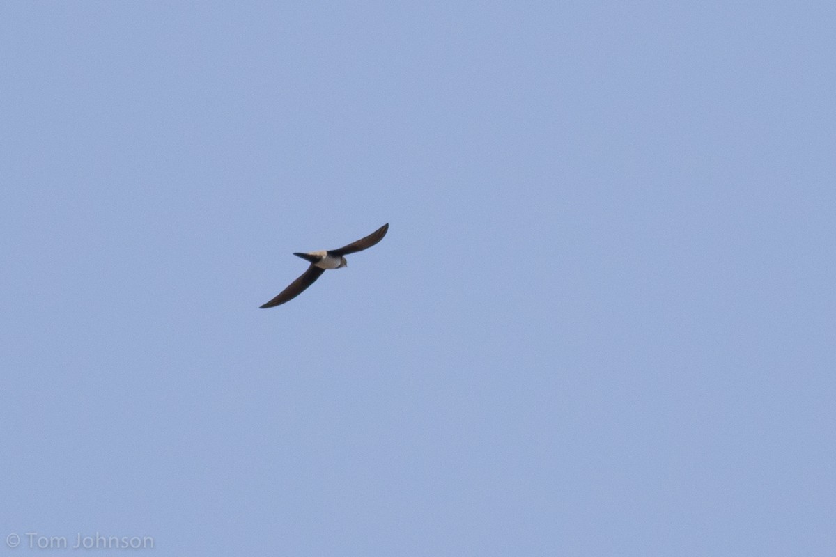 Alpine Swift - ML139603121