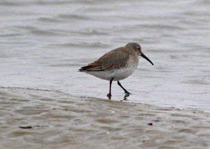 Dunlin - ML139603701