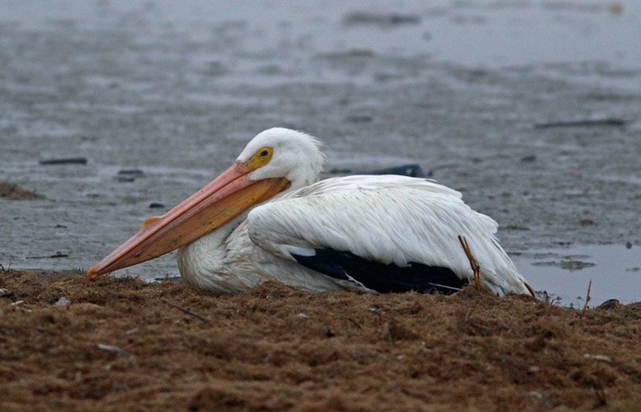 American White Pelican - ML139603941