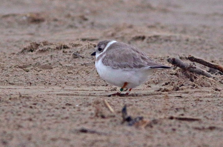 Piping Plover - ML139604001