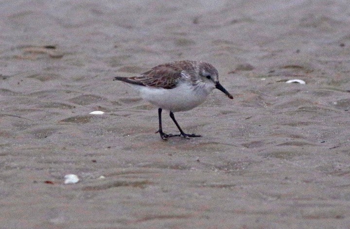 Western Sandpiper - ML139604351