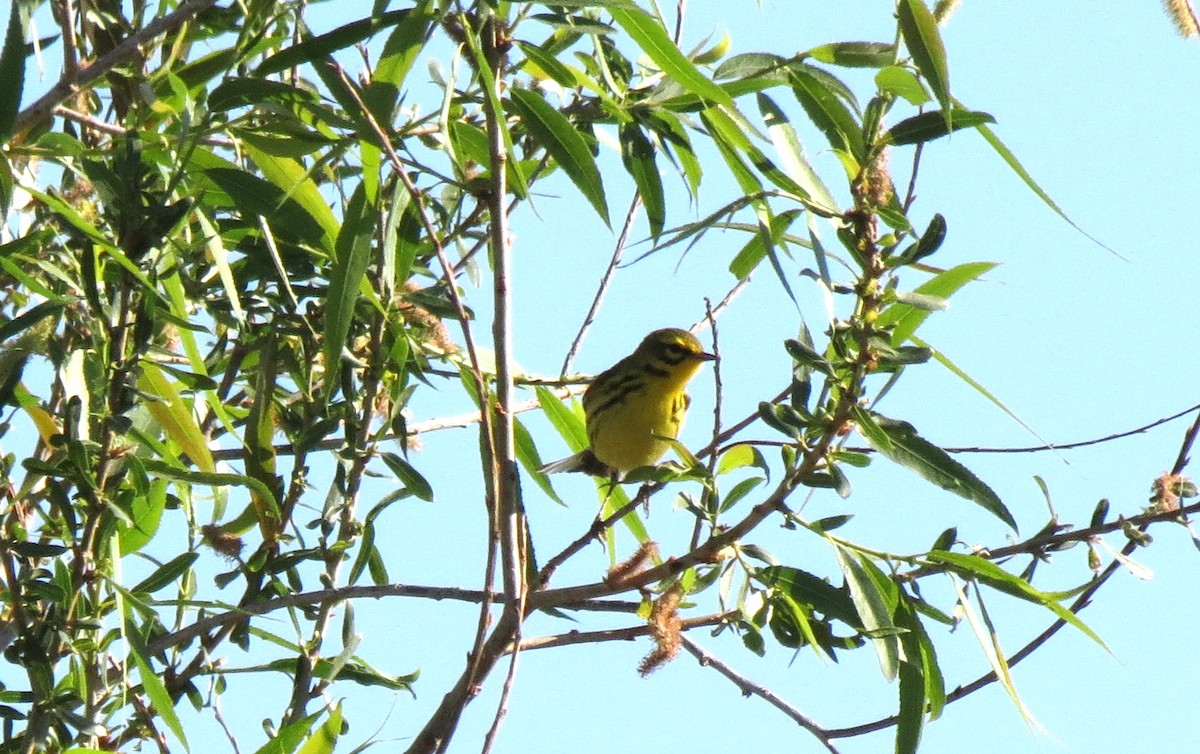 Prairie Warbler - Julie  Bryson