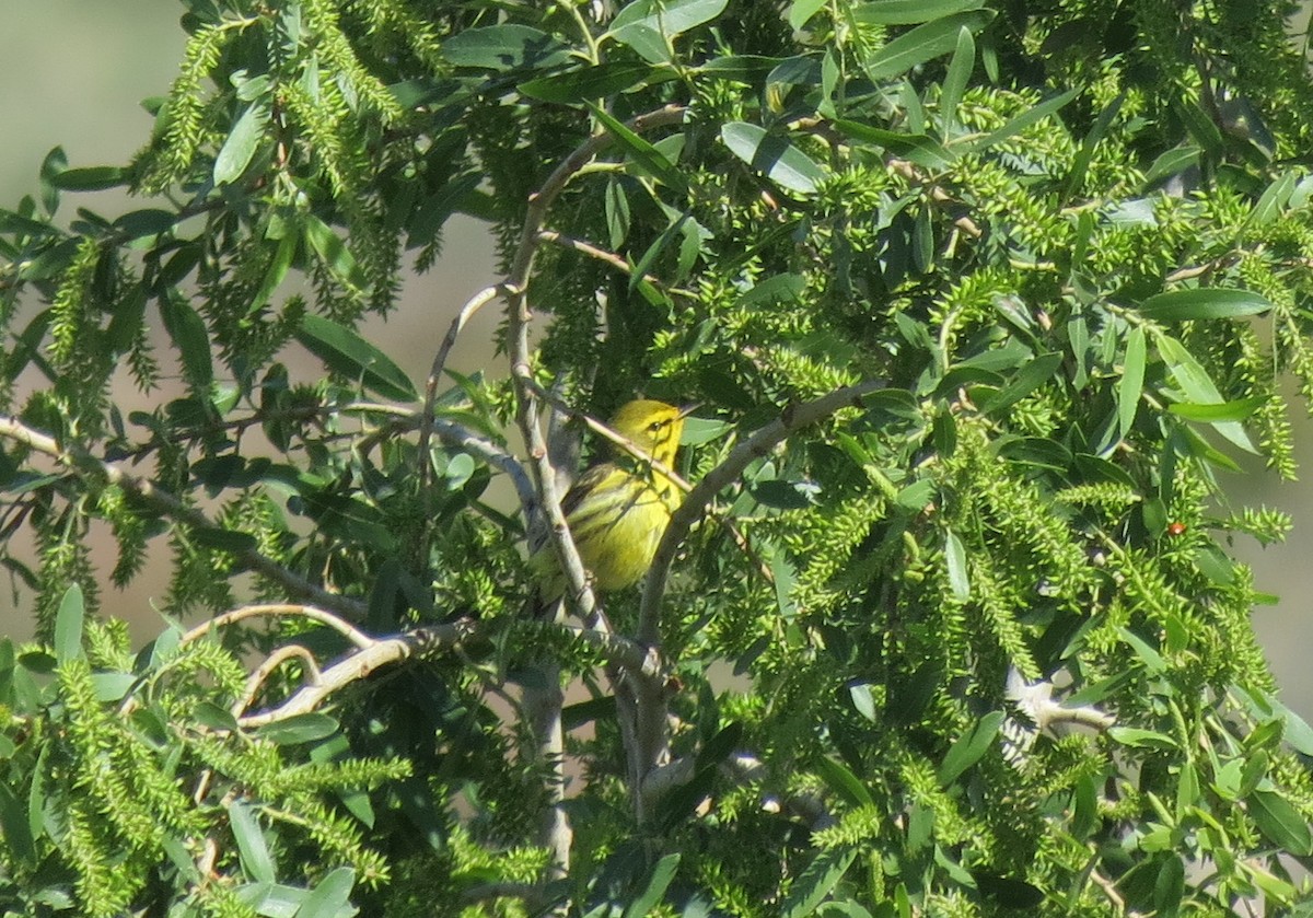 Prairie Warbler - Julie  Bryson