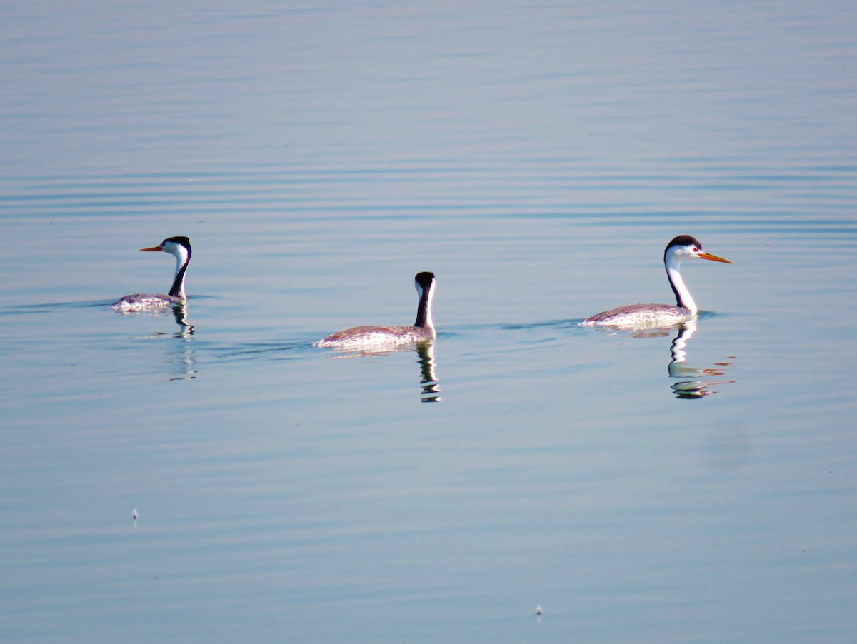 Clark's Grebe - ML139606501