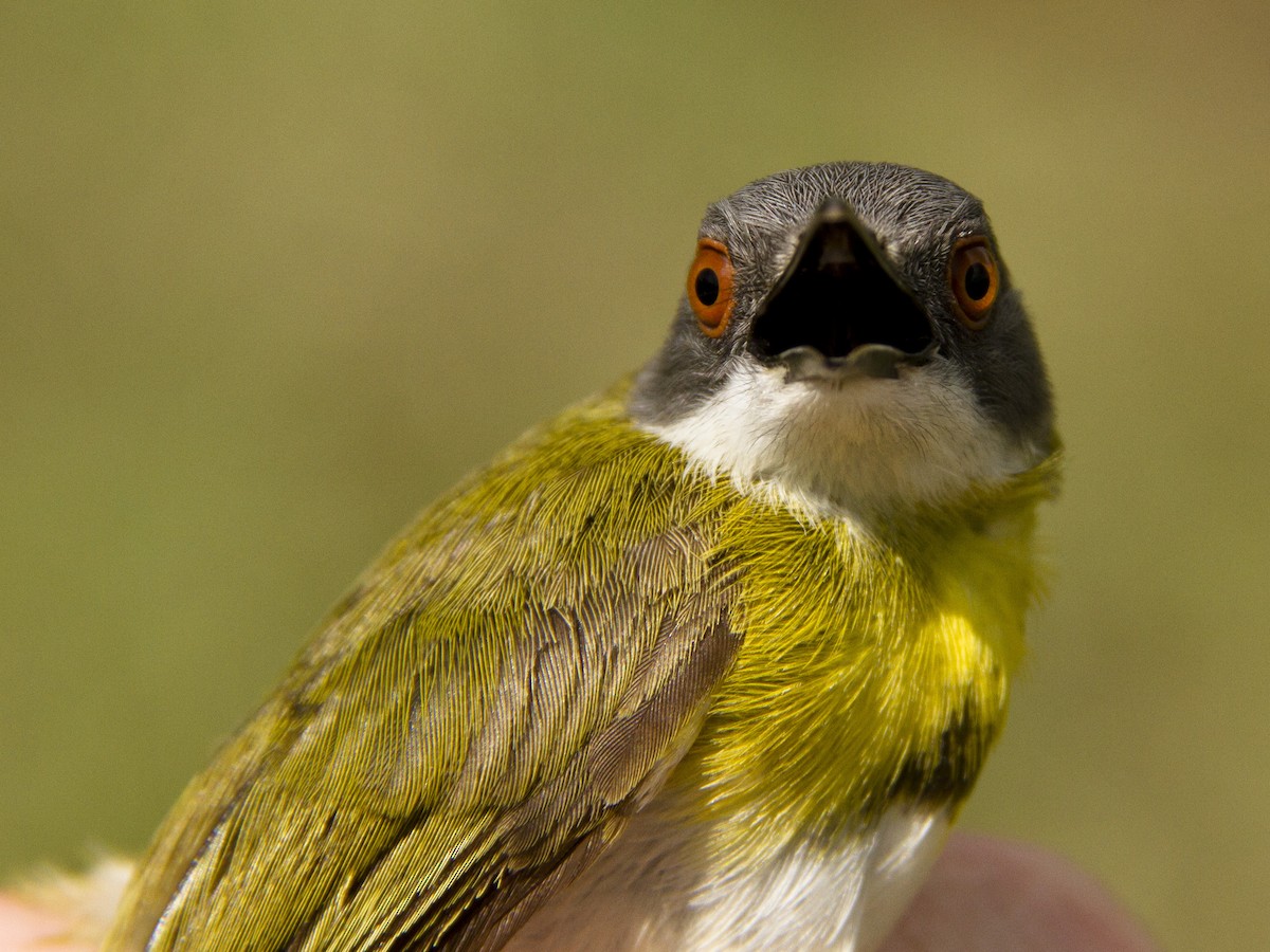 Yellow-breasted Apalis - ML139606671