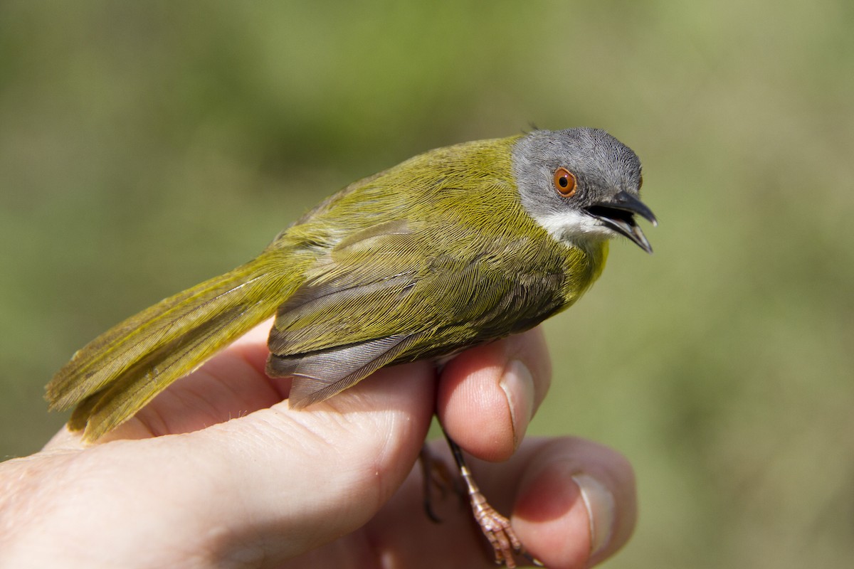 Yellow-breasted Apalis - ML139606771