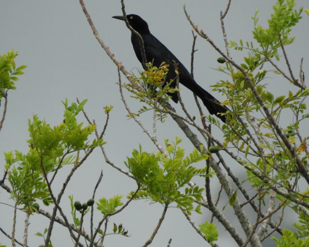 Great-tailed Grackle - ML139606891