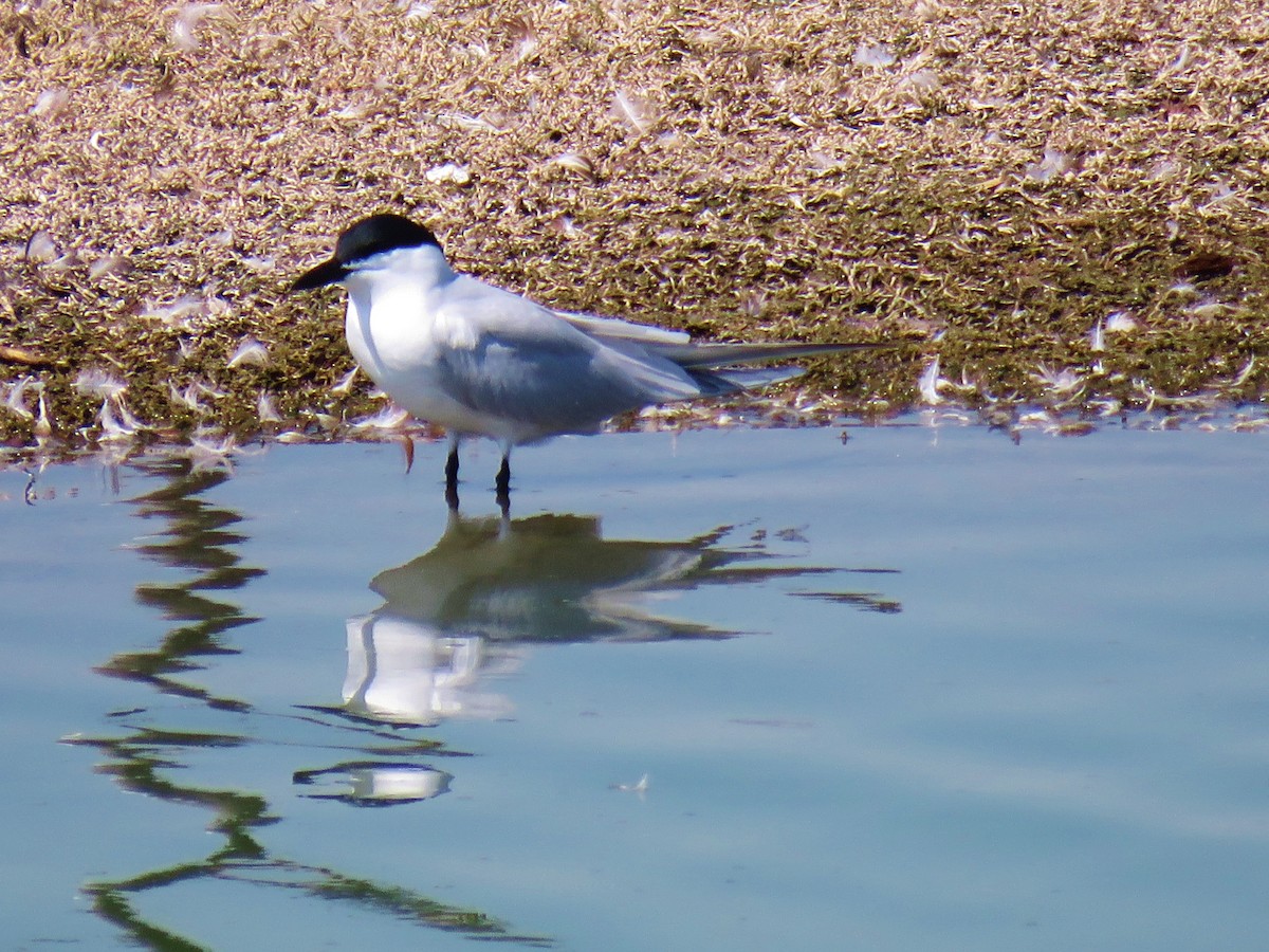 Gull-billed Tern - ML139607911