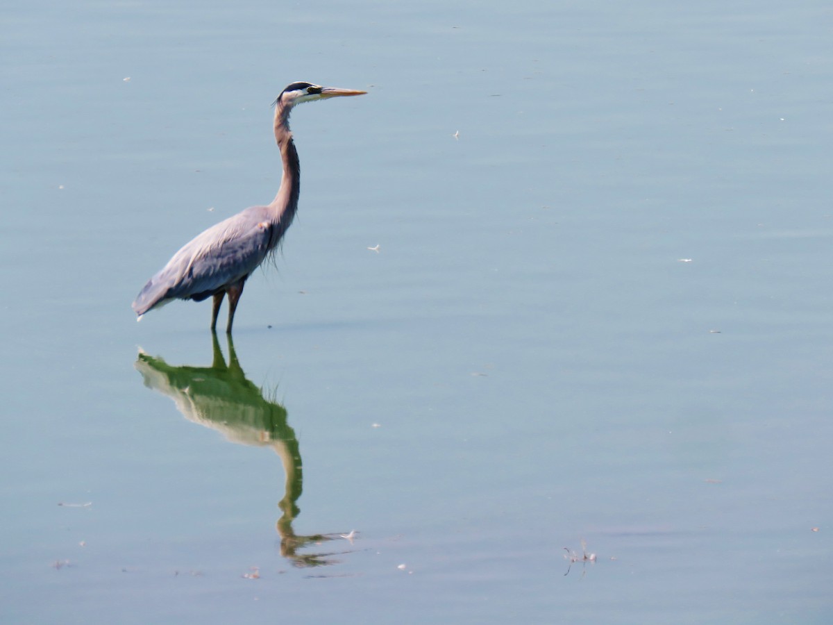 Great Blue Heron - Thomas Gibson