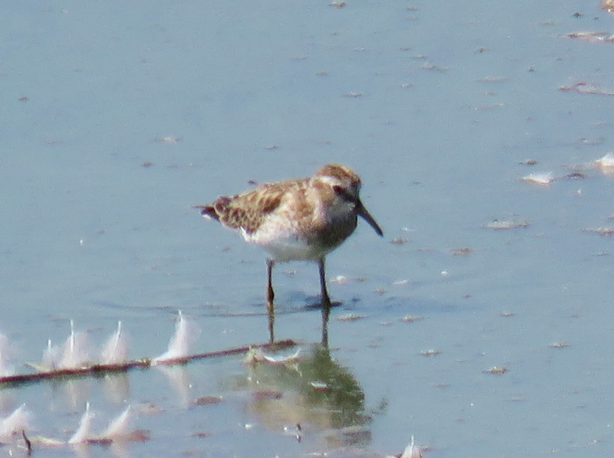 Western Sandpiper - ML139608011